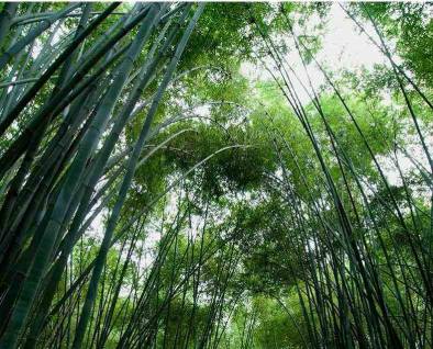 row material of bamboo toilet paper